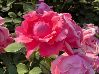 부산 화명동에 위치한 장미원에서 찍은 이쁜 장미사진들입니다.