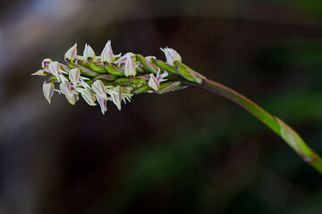 Neotinea maculata is a species of orchids in the genus Neotinea of the Orchidoideae subfamily of...