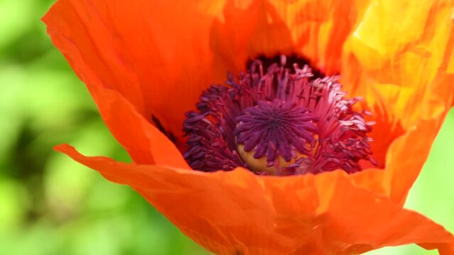 red turkey poppy flower with bee and bumble bee