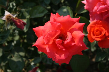 부산 화명동에 위치한 장미원에서 찍은 이쁜 장미사진들입니다.