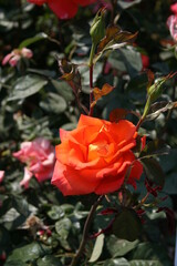 부산 화명동에 위치한 장미원에서 찍은 이쁜 장미사진들입니다.