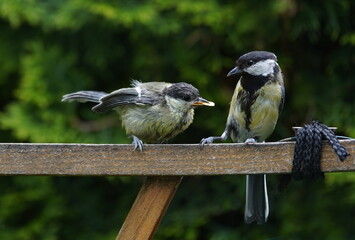 great tits in the garden,kohlmeisen im garten