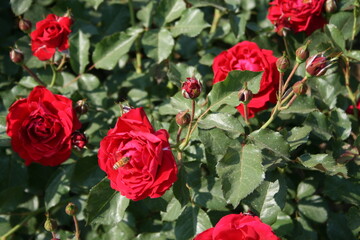 부산 화명동에 위치한 장미원에서 찍은 이쁜 장미사진들입니다.