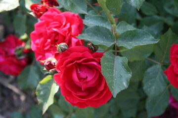 부산 화명동에 위치한 장미원에서 찍은 이쁜 장미사진들입니다.