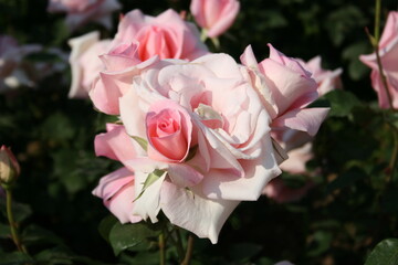 부산 화명동 장미공원에서 찍은 사진입니다. 장미의 아름다운 모습을 담고자 했습니다.