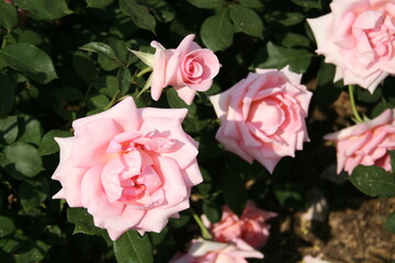 부산 화명동 장미공원에서 찍은 사진입니다. 장미의 아름다운 모습을 담고자 했습니다.