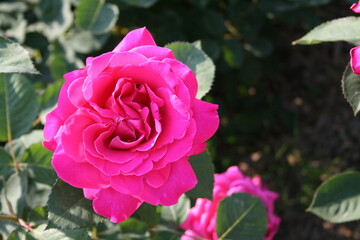 부산 화명동 장미공원에서 찍은 사진입니다. 장미의 아름다운 모습을 담고자 했습니다.