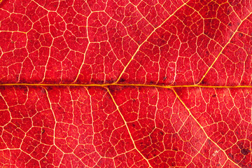 Fototapeta na wymiar Red maple leaf reworked