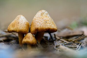 Wild mushrooms are the fructifications of fungi to disperse spores