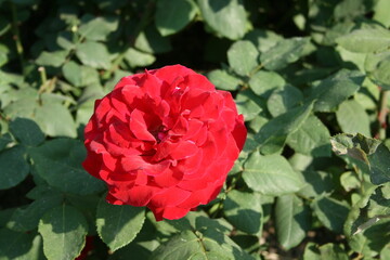 부산 화명동 장미공원에서 찍은 사진입니다. 장미의 아름다운 모습을 담고자 했습니다.