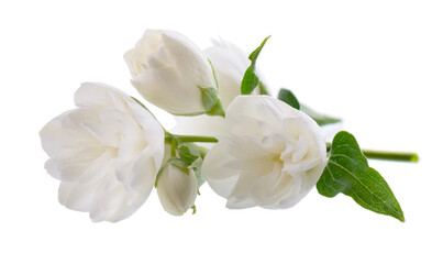 Jasmine flower, isolated on white background. White terry jasmine flowers.