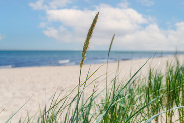 seaside background, beach grass against empty beach, ocean and blue sky