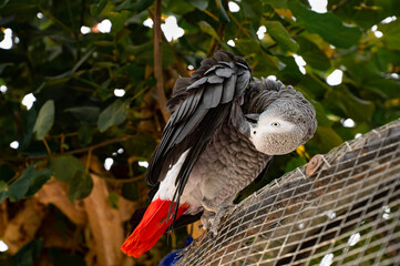 Fototapeta premium Close up of the african grey parrot.