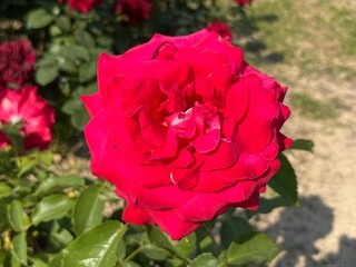 부산 화명동 장미공원에서 찍은 사진입니다. 장미의 아름다운 모습을 담고자 했습니다.