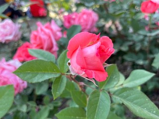 부산 화명동 장미공원에서 찍은 사진입니다. 장미의 아름다운 모습을 담고자 했습니다.