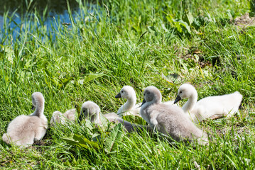 Julianadorp, Netherlands, May 2022. A nest with young swans.