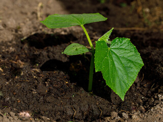 Healthy organic food concept. Seedling of young green plant of cucumber in vegetable garden. Spring. Close up