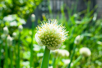 organically cultivated garlic plantation in the vegetable garden. Small sapling of garlic. Garlic Plants on a Ground