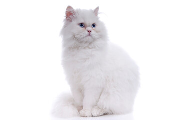 White cat isolated