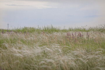 Fototapeta premium grass on the beach
