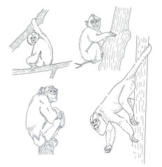 Set of hand drawn monkeys. Black and white chimps on the trees. Schematic, educational.