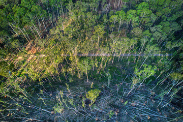 Aerial view of the Wombat State Forest with fallen trees near Lyonville, 9 months after a severe storm on 10 June 2021, Victoria, Australia.