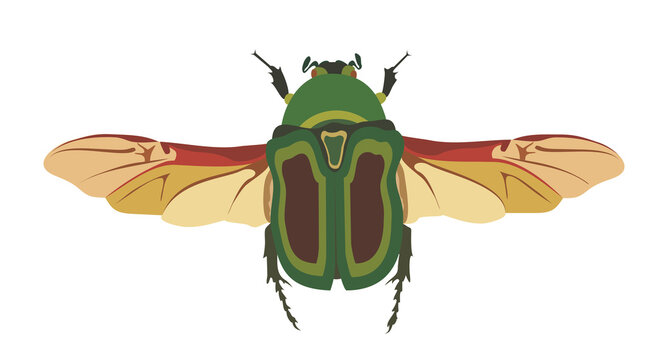 may bug scarab with wings top view, vector graphic color illustration on white background