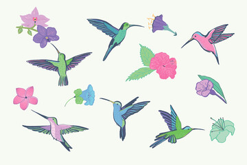 Fototapeta premium Colibri bird and flowers vector illustrations set