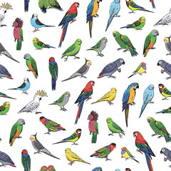 Parrot tropical bird vector seamless pattern