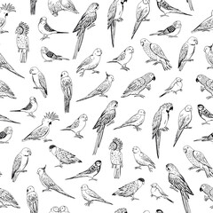 Parrot tropical bird vector line seamless pattern