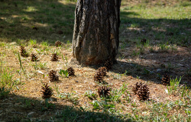 Pine cones on the ground in forest.