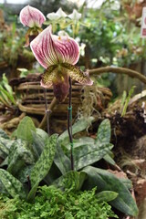 flowers in the garden