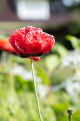 Obraz premium Den Helder, the Netherlands, May 2022. Close up of flowering red poppies.