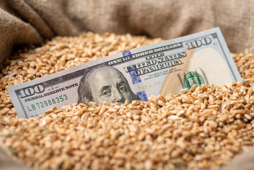 Dollar bill in grain. Business of growing wheat, high price on wheat concept