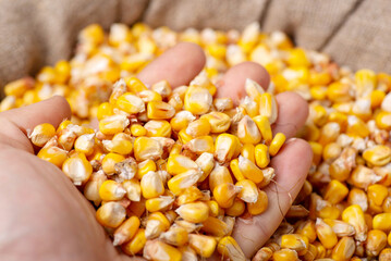 Farmer's hand with corn. Checking quality of corn grain after harvest