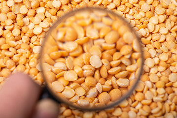 Magnifying glass on yellow pea. Studying pea, its compound