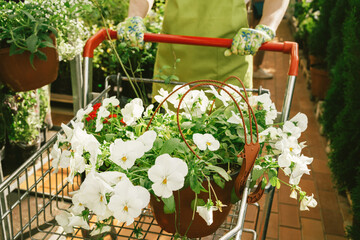 Woman mid-section cropped selling buying blooming potted white petunia plants on a flower market or...