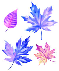 Hand drawn watercolor painting. Leaves in blue and purple colors. Illustrations on a white background. To create invitations, labels, postcards.