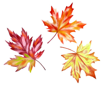 Hand drawn watercolor painting. Autumn leaves collection isolated on white background. To create invitations, labels, postcards.