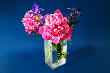 Rich inflorescence of pink peony flower with two iris, bouquet in glass vase on blue.