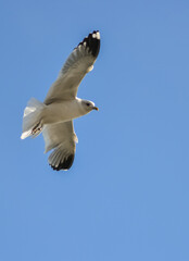 The black-headed gull (Chroicocephalus ridibundus) (Larus ridibundus). Bird in flight with its wings spread wide, Black Sea