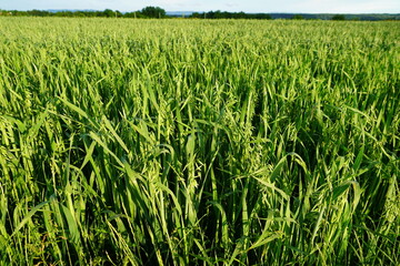 Huge oat field disheveled by the storm