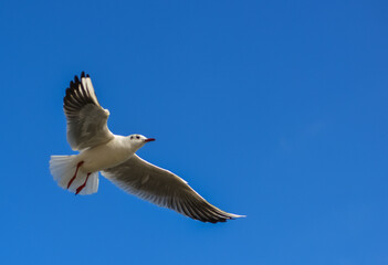 The black-headed gull (Chroicocephalus ridibundus) (Larus ridibundus). Bird in flight with its wings spread wide, Black Sea