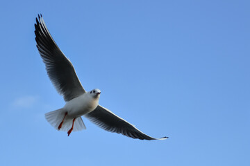 The black-headed gull (Chroicocephalus ridibundus) (Larus ridibundus). Bird in flight with its wings spread wide, Black Sea