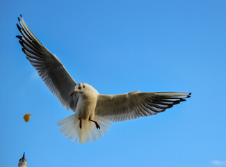 The black-headed gull (Chroicocephalus ridibundus) (Larus ridibundus). Bird in flight with its wings spread wide, Black Sea