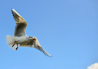The black-headed gull (Chroicocephalus ridibundus) (Larus ridibundus). Bird in flight with its wings spread wide, Black Sea