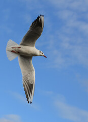 The black-headed gull (Chroicocephalus ridibundus) (Larus ridibundus). Bird in flight with its wings spread wide, Black Sea