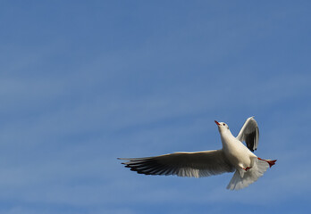 The black-headed gull (Chroicocephalus ridibundus) (Larus ridibundus). Bird in flight with its wings spread wide, Black Sea