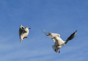 The black-headed gull (Chroicocephalus ridibundus) (Larus ridibundus). Bird in flight with its wings spread wide, Black Sea