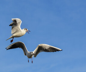 Fototapeta na wymiar The black-headed gull (Chroicocephalus ridibundus) (Larus ridibundus). Bird in flight with its wings spread wide, Black Sea